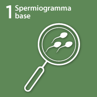 Spermiogramma base